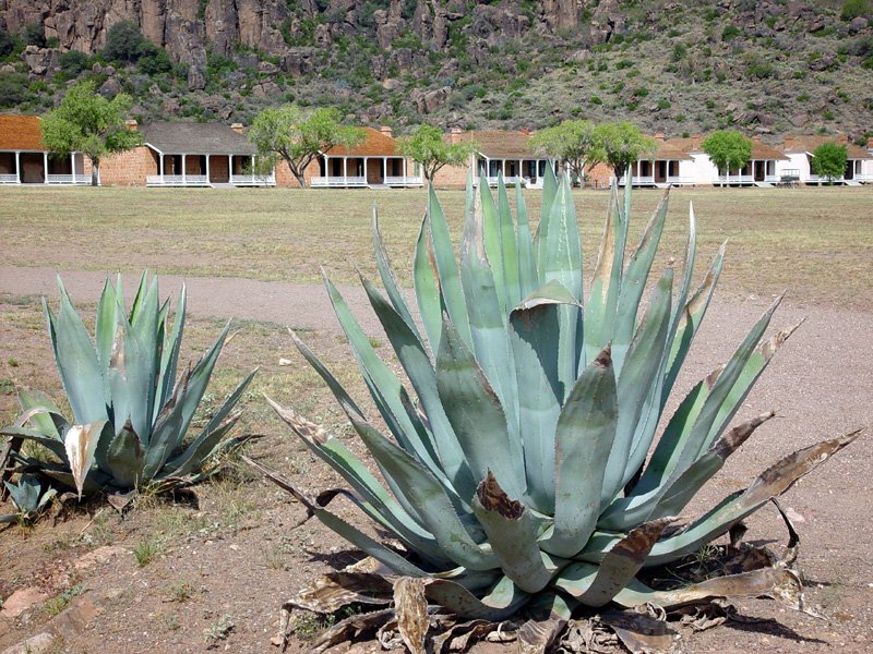 cactus aloe vera