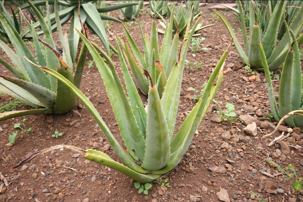 comment bouturer l'Aloe Vera